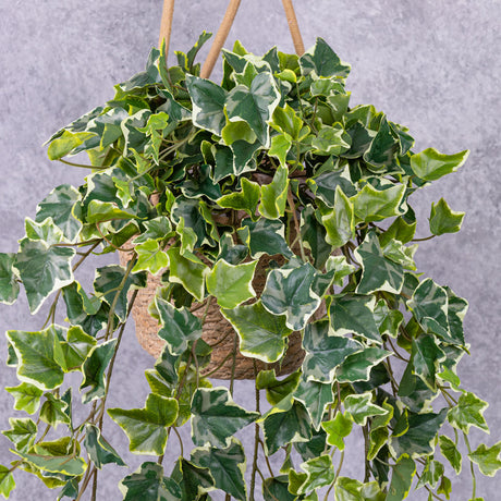 Ivy (hedera helix) Hanger, Green, 86cm
