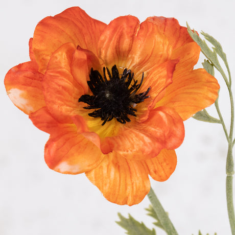 Anemone Nora, Orange, 10cm x 53cm