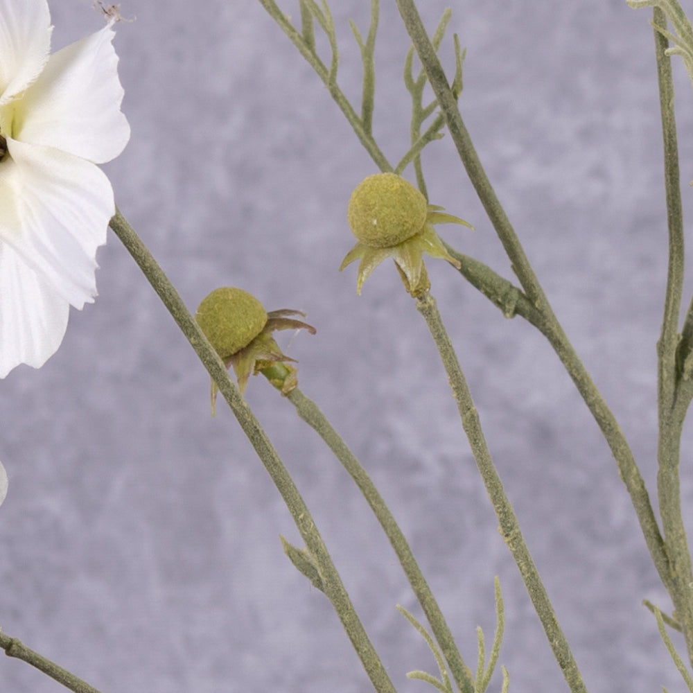 A close up of a white flowered cosmos flower spray