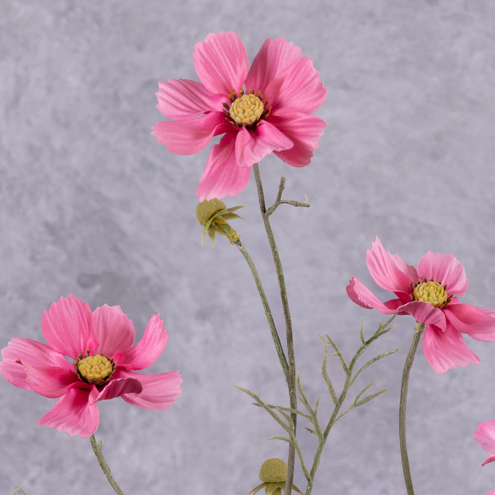 A close up of a pink flowered cosmos flower spray