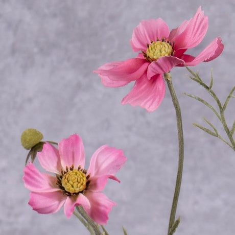 A close up of a pink flowered cosmos flower spray