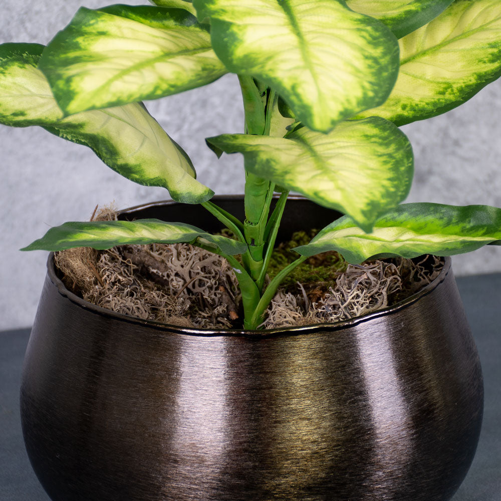 Dieffenbachia, Cream/Green, 30x40cm, FR