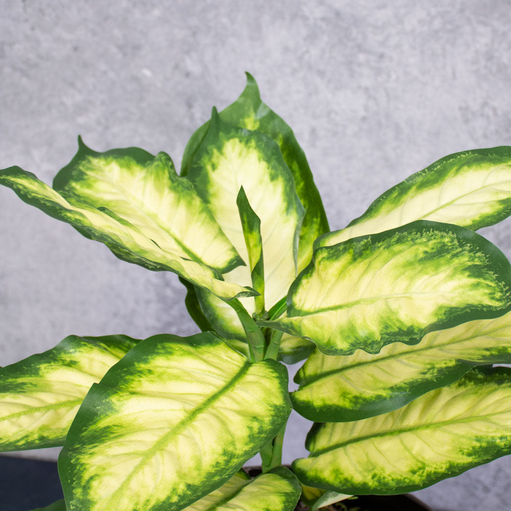 Dieffenbachia, Cream/Green, 30x40cm, FR