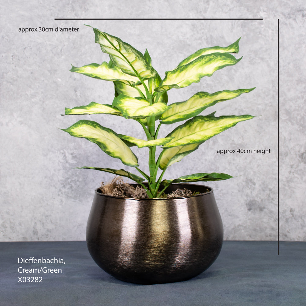 Dieffenbachia, Cream/Green, 30x40cm, FR