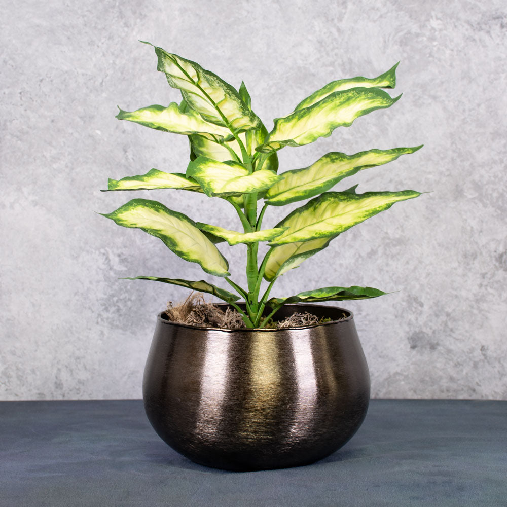 Dieffenbachia, Cream/Green, 30x40cm, FR