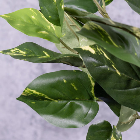 Pothos Bush (scindapsus), 50cm FR