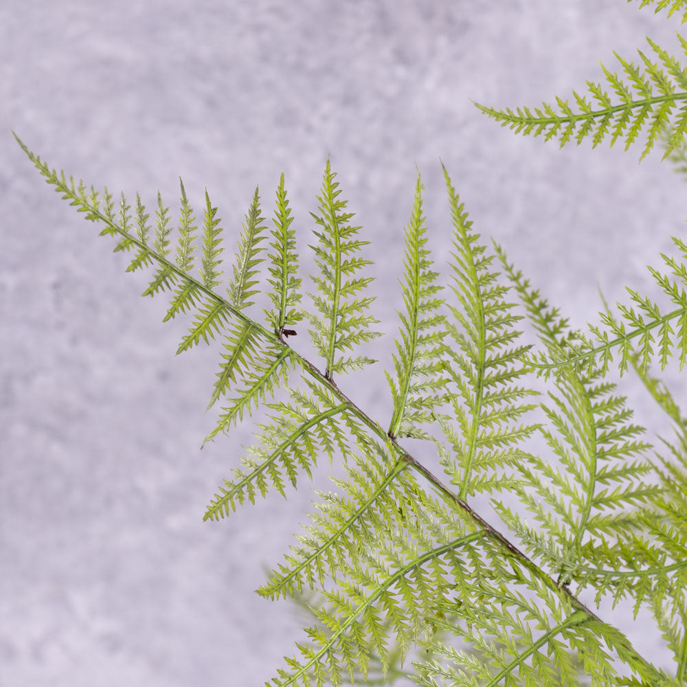 Fern - Broad Buckler (Dryopteris), 70cm