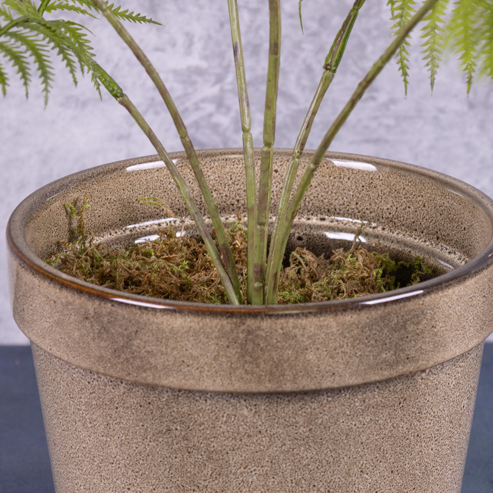 Fern - Broad Buckler (Dryopteris), 70cm