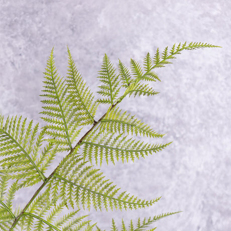 Fern - Broad Buckler (Dryopteris), 70cm