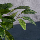 Hoya plant, (Waxflower), Artificial, Green Variegated, 35cm