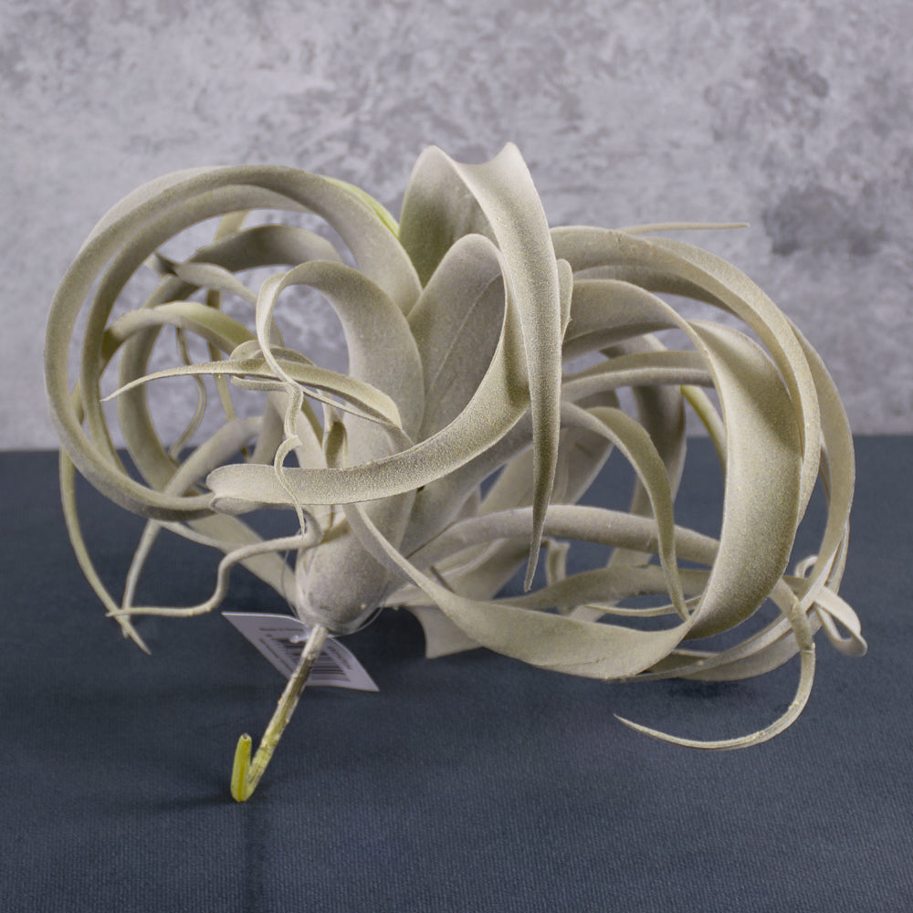 Tillandsia Plant, Artificial, Grey, D25cm