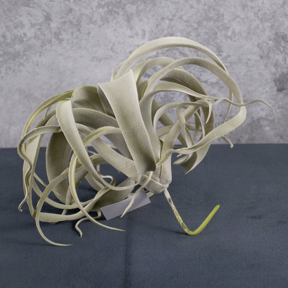 Tillandsia Plant, Artificial, Grey, D25cm