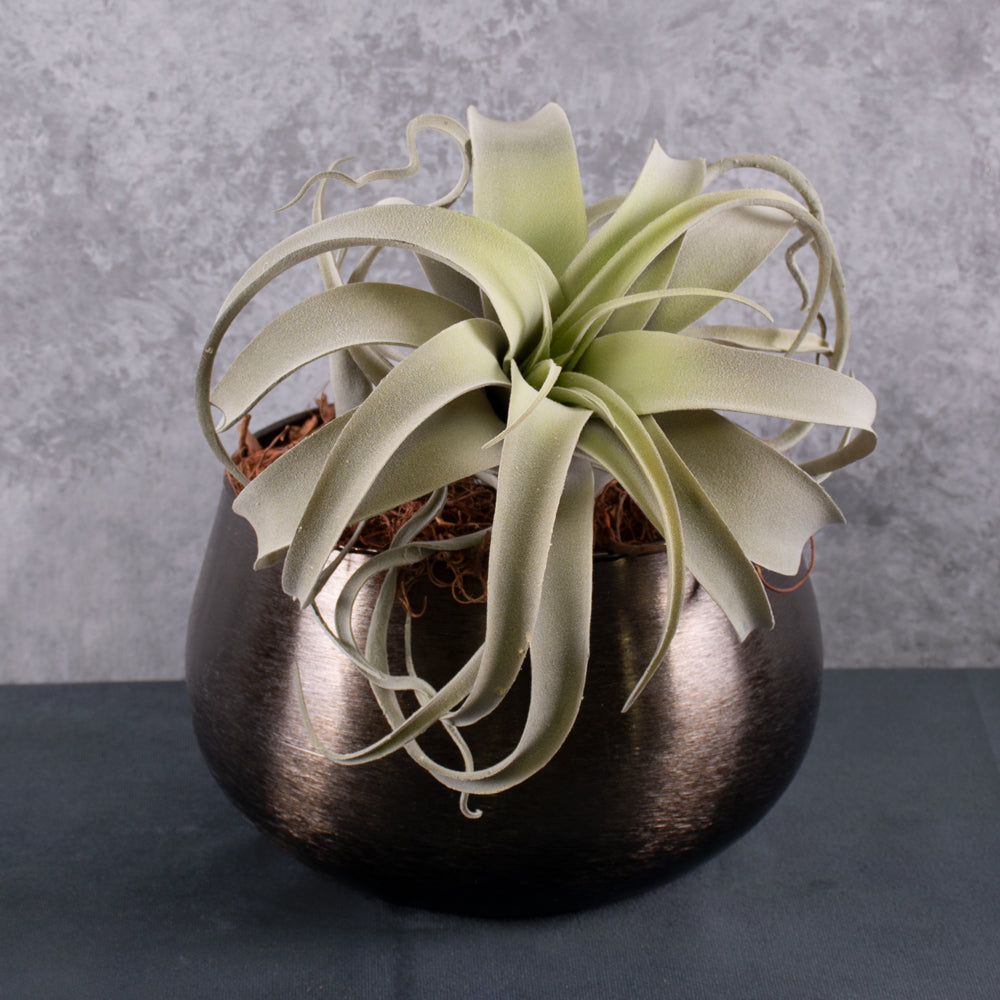 Tillandsia Plant, Artificial, Grey, D25cm