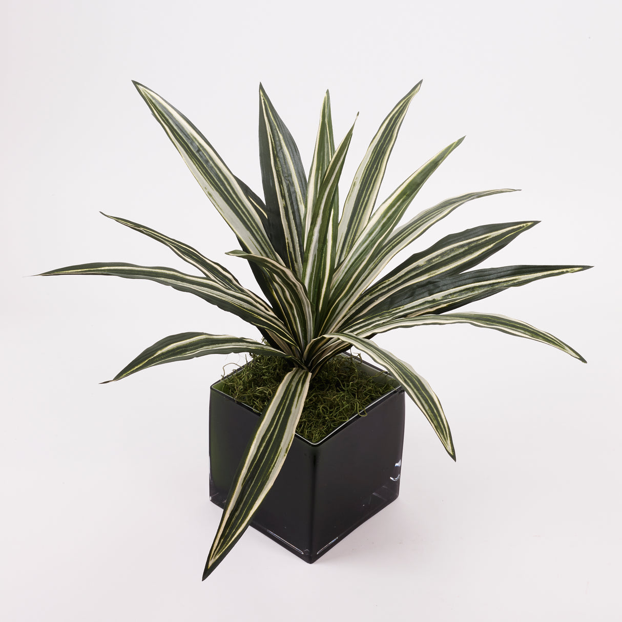 Dracaena Plant, Artificial, Variegated Leaves, diameter 50cm FR