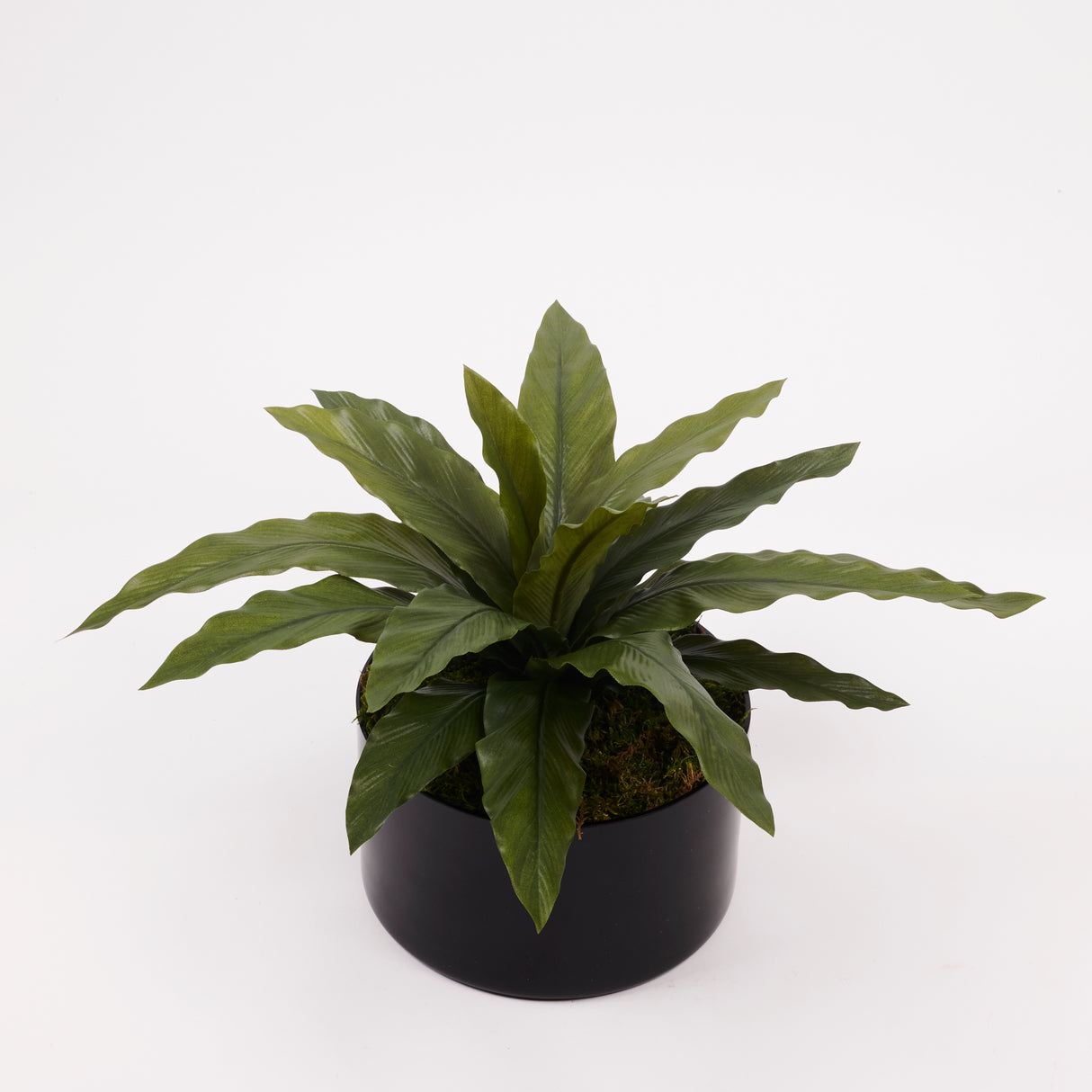 Nest Fern (Asplenium), Artificial, H25cm