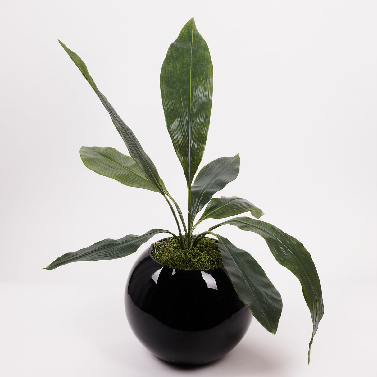 Aspidistra eliator, Artificial, Green, 55cm