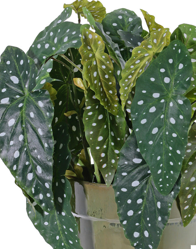 Begonia maculata, Artificial, Green, 38cm