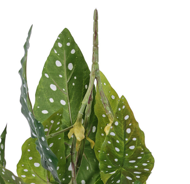 Begonia maculata, Artificial, Green, 38cm