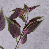 Close up detail of Coleus leaves, showing the underside with a pink hue, and the top with a variegated purple and green colour.