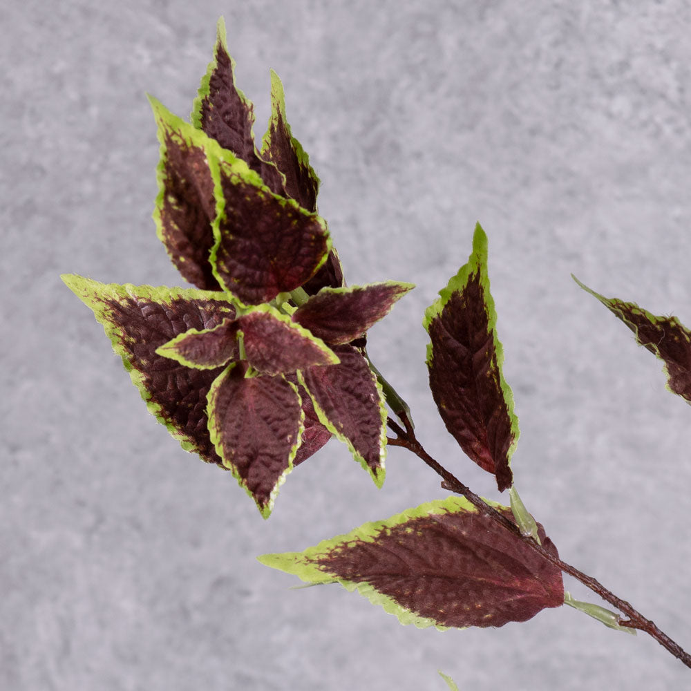 A close up of a Coleus leaf spray with green edged brown leaves on three branchlets