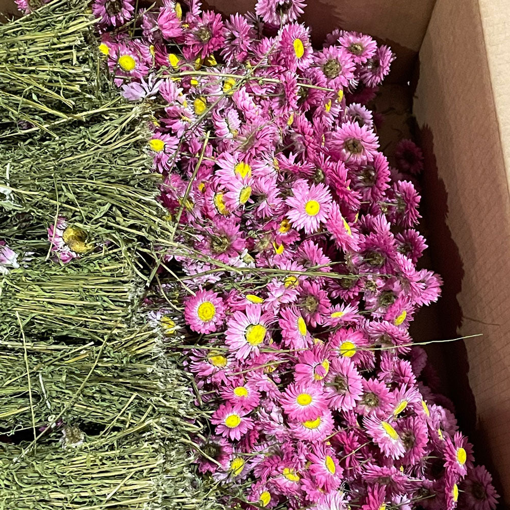 Pink Acrolinium flowers