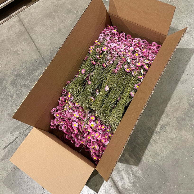Acrolinium, Natural Pink, Full Box 25 Bunches