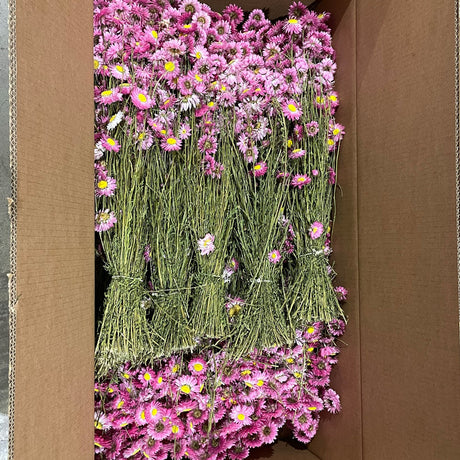 Acrolinium, Natural Pink, Full Box 25 Bunches