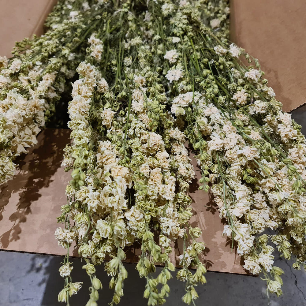 Delphinium, Natural White, Full Box 25 Bunches