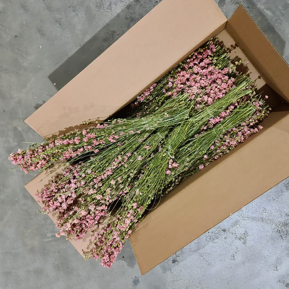 Delphinium, Natural Pink, Full Box 25 Bunches