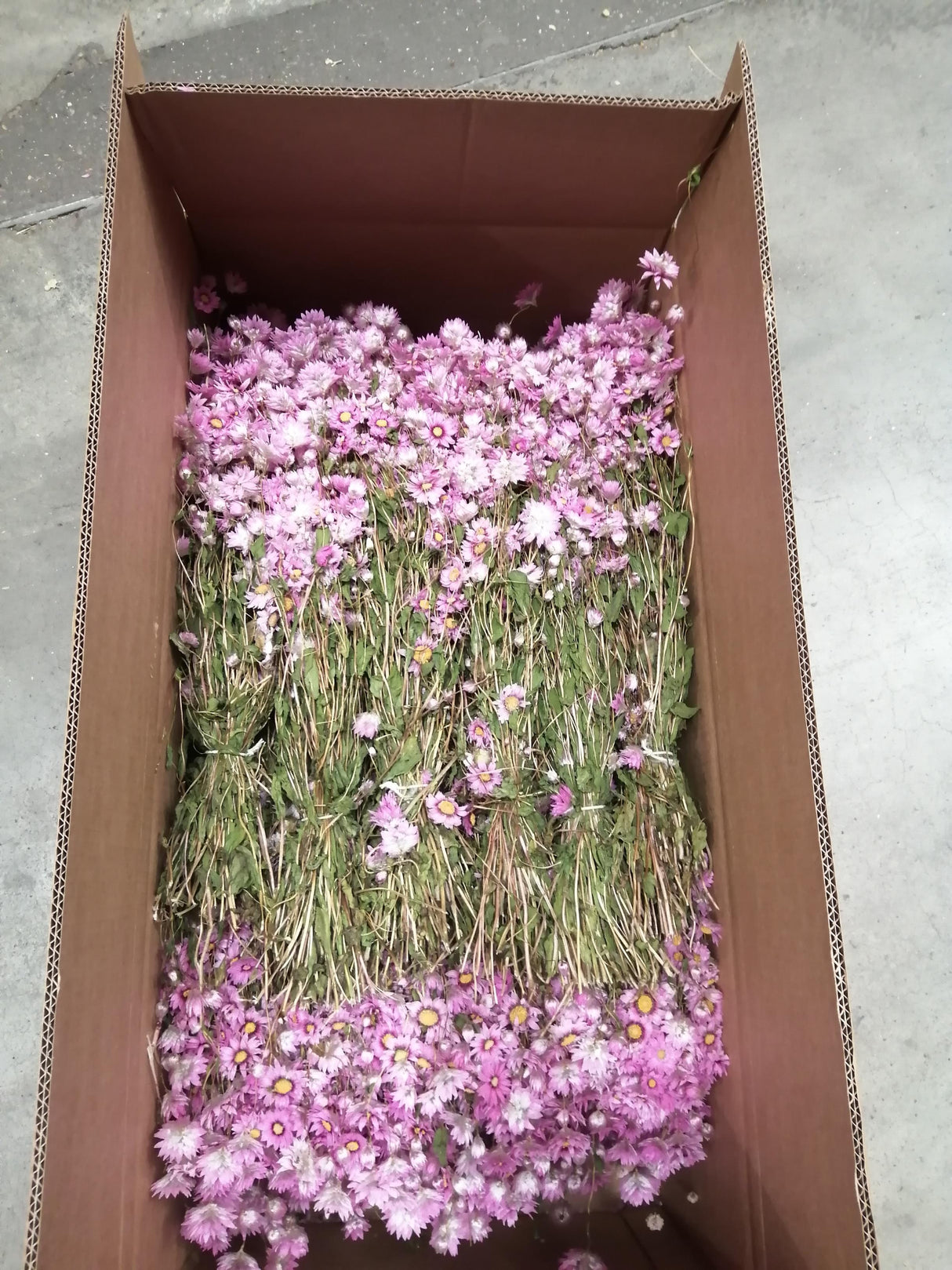 Rodanthe, Dried, Natural Pink, Full Box x 25 Bunches