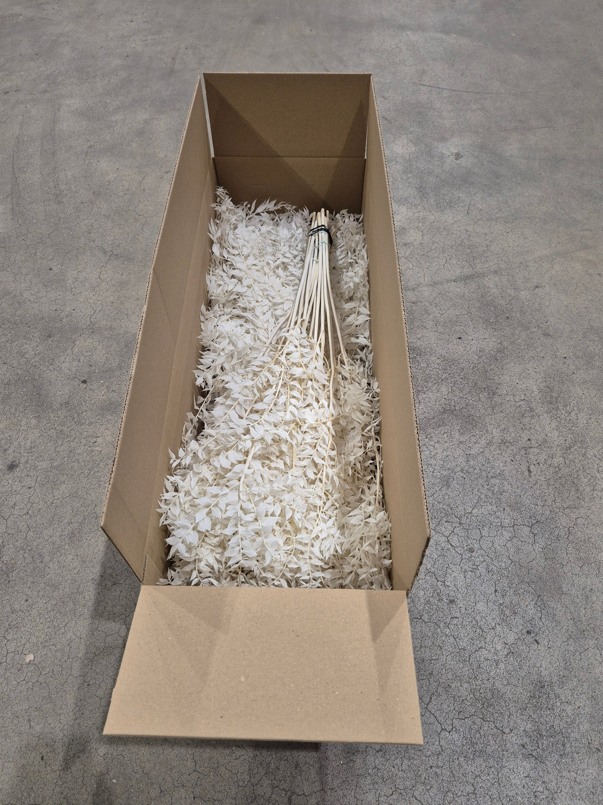 Ruscus, Preserved, Bleached White, Box x 25 Bunches