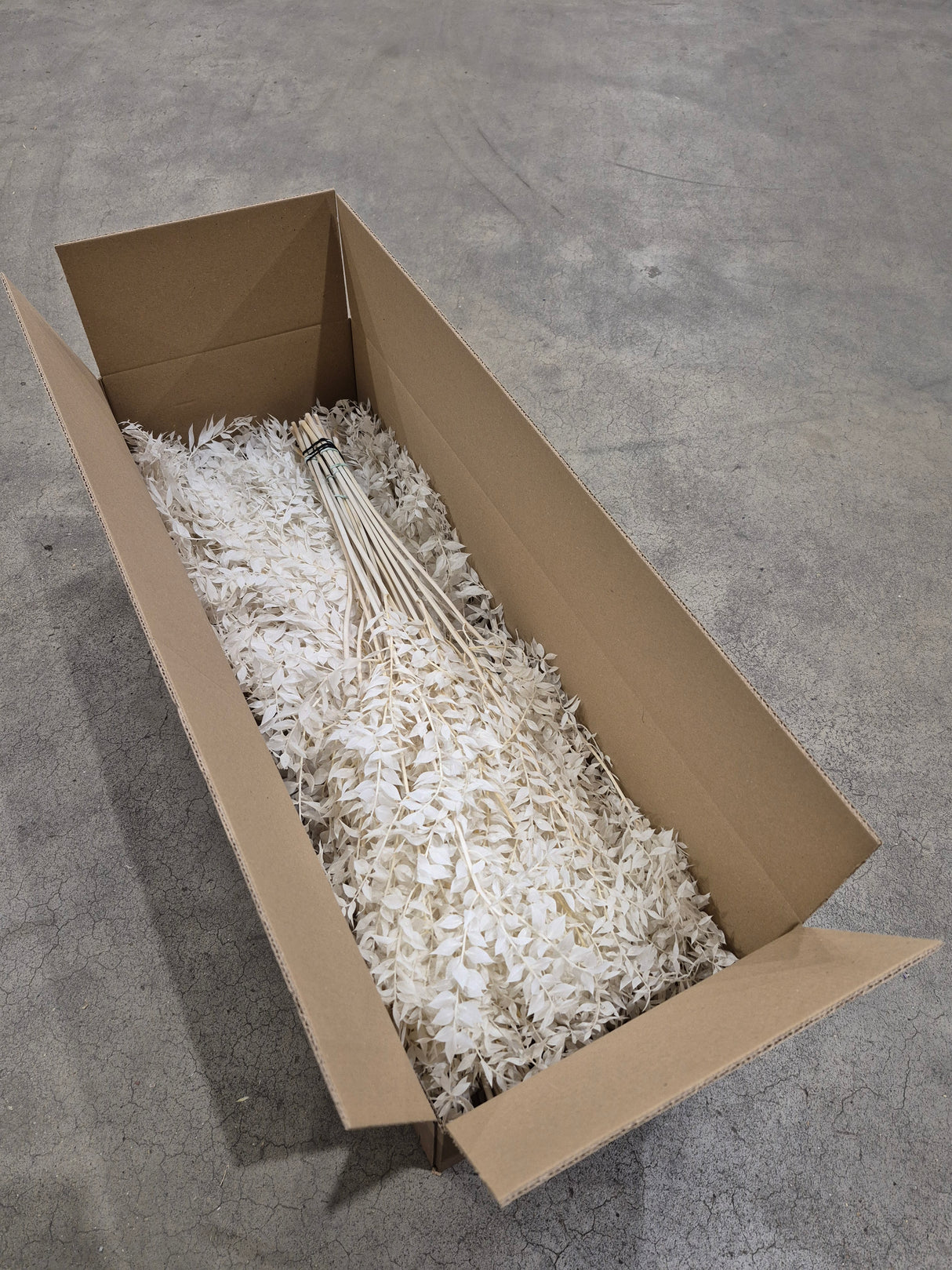 Ruscus, Preserved, Bleached White, Box x 25 Bunches