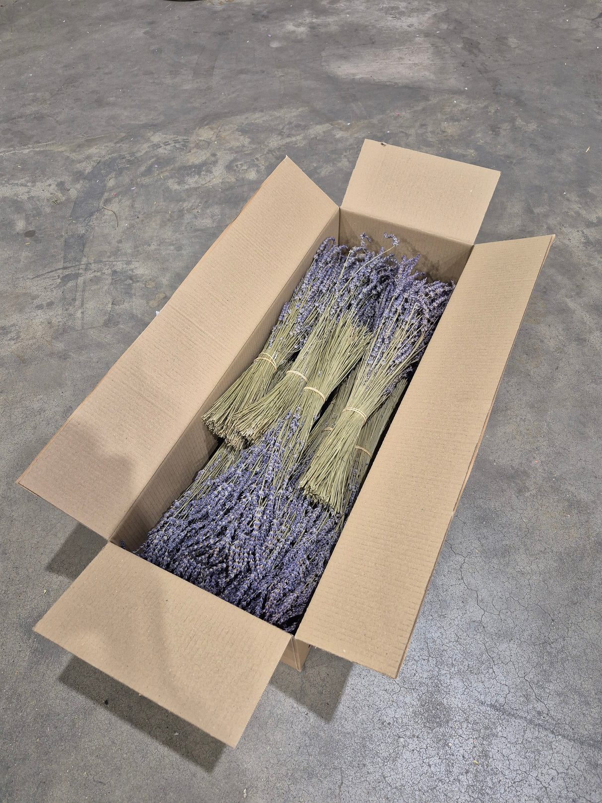 Lavender (Italian), Dried, Natural Blue, Full box x 20 Bunches