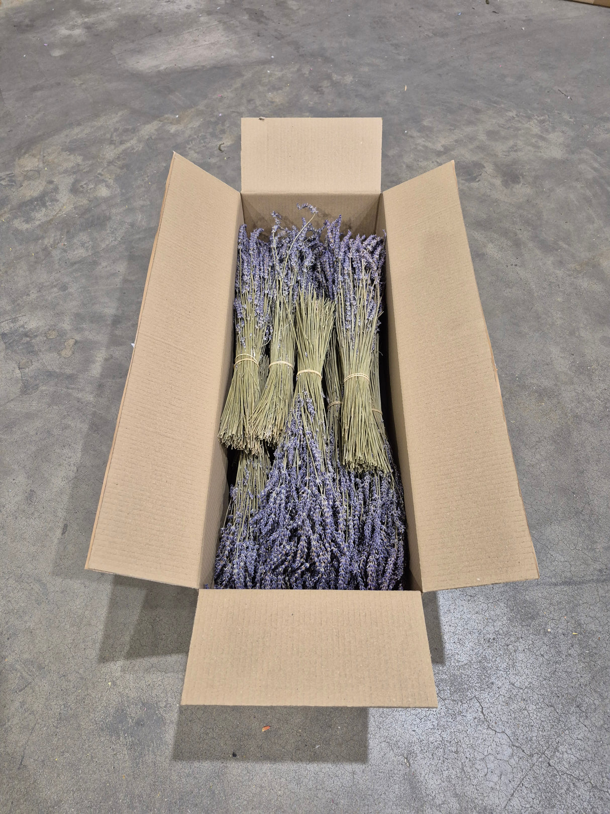 Lavender (Italian), Dried, Natural Blue, Full box x 20 Bunches