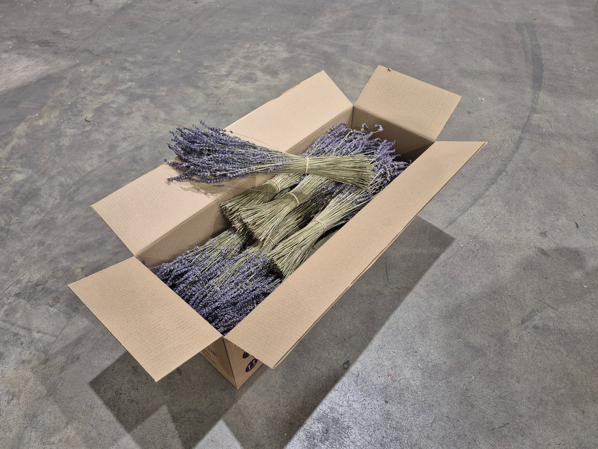 Lavender (Italian), Dried, Natural Blue, Full box x 20 Bunches