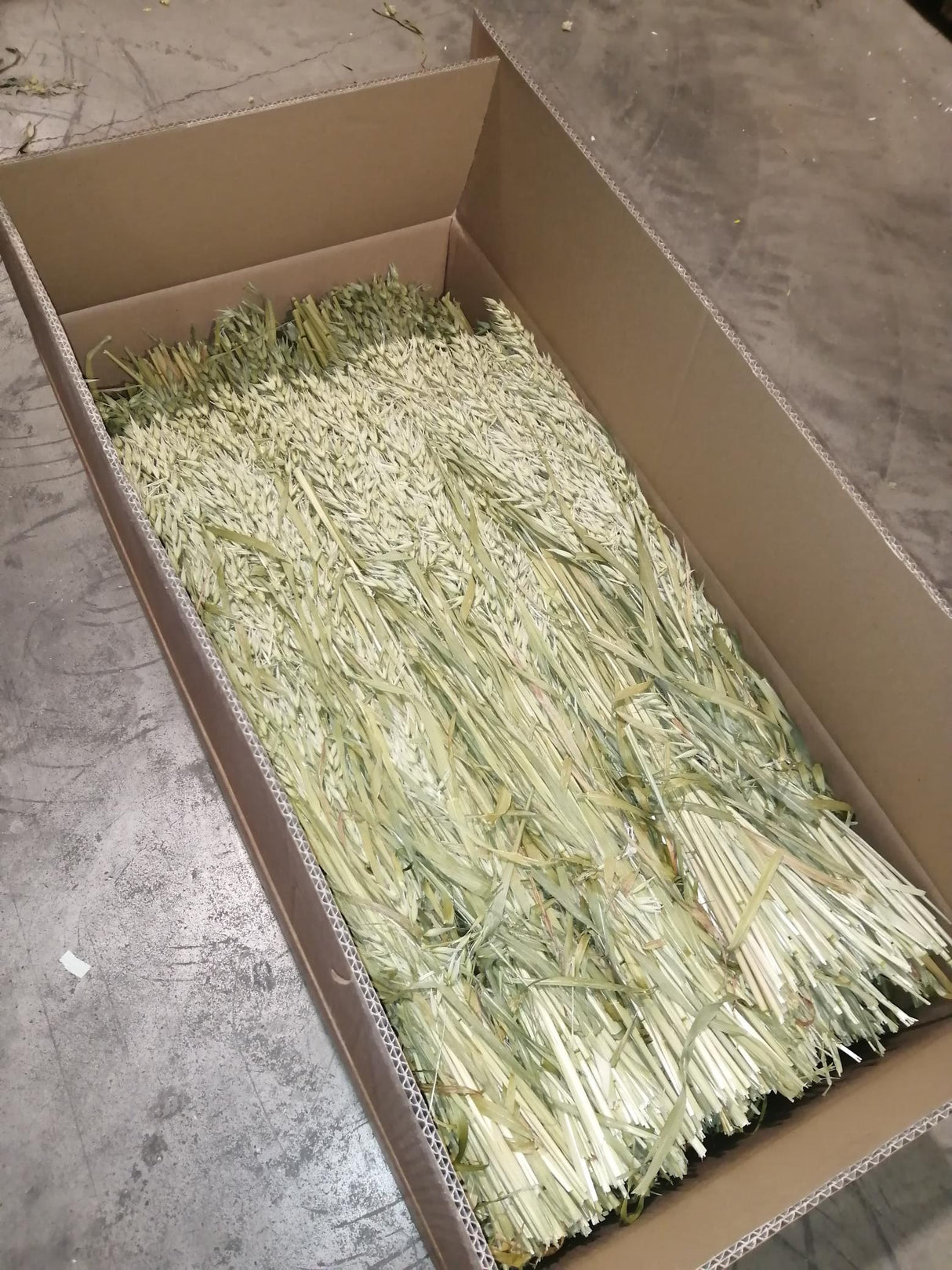 Oats, (Avena) Dried, Natural Green, Box x 25 Bunches
