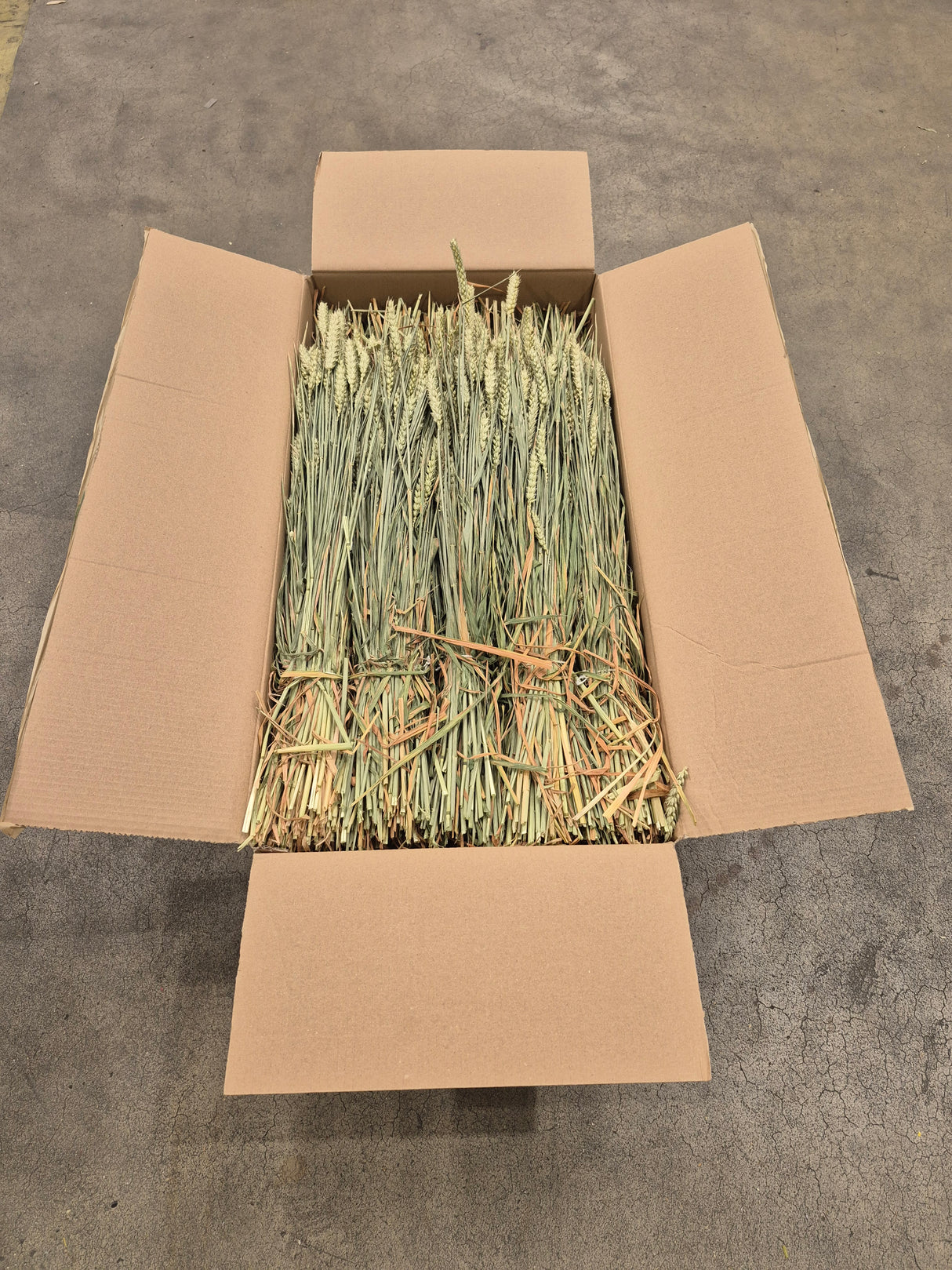 Wheat, (Tarwe), Dried, Natural Green, Box 20 Bunches