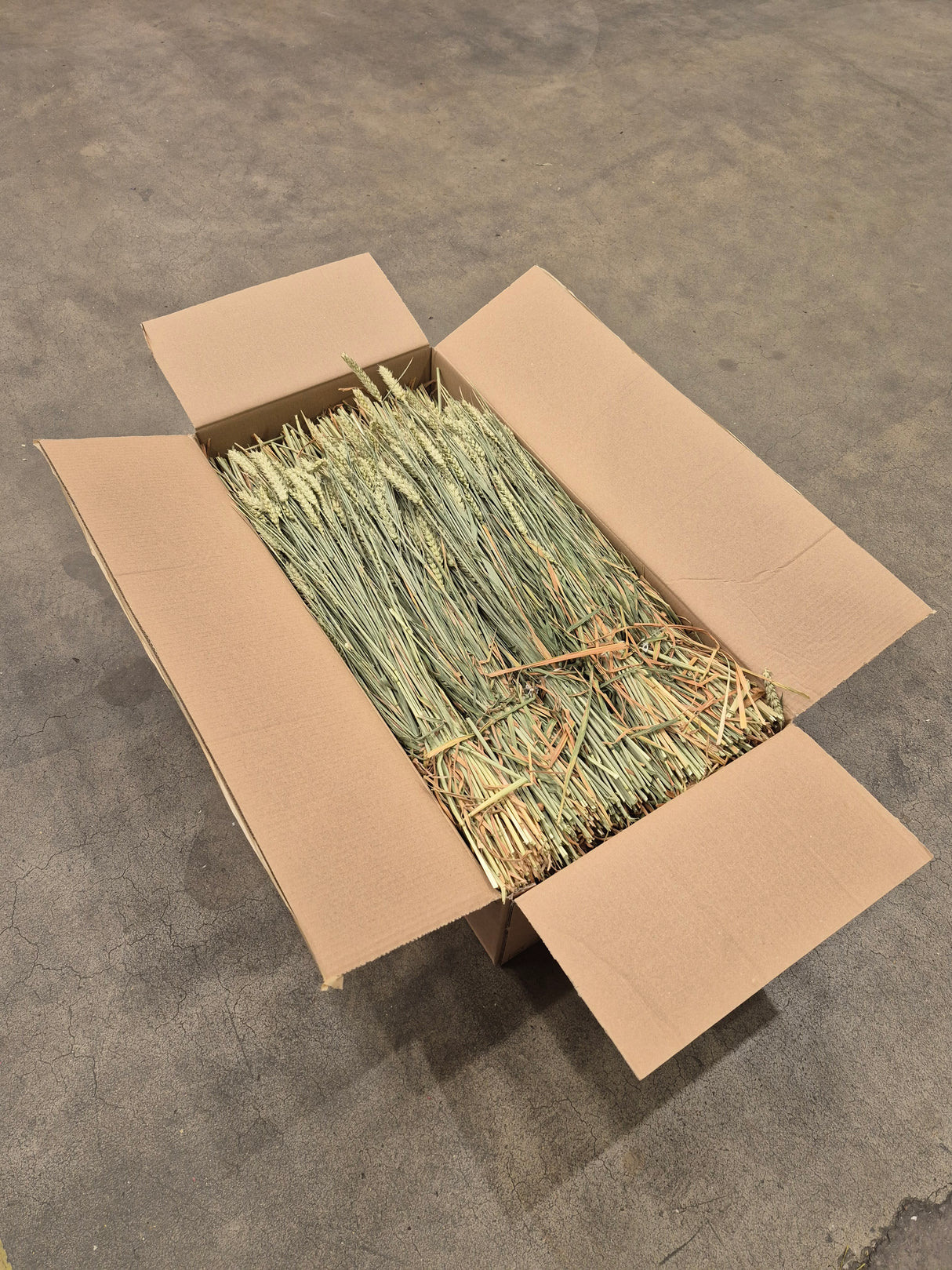 Wheat, (Tarwe), Dried, Natural Green, Box 20 Bunches