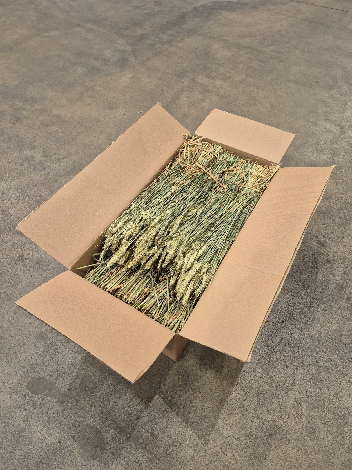 Wheat, (Tarwe), Dried, Natural Green, Box 20 Bunches