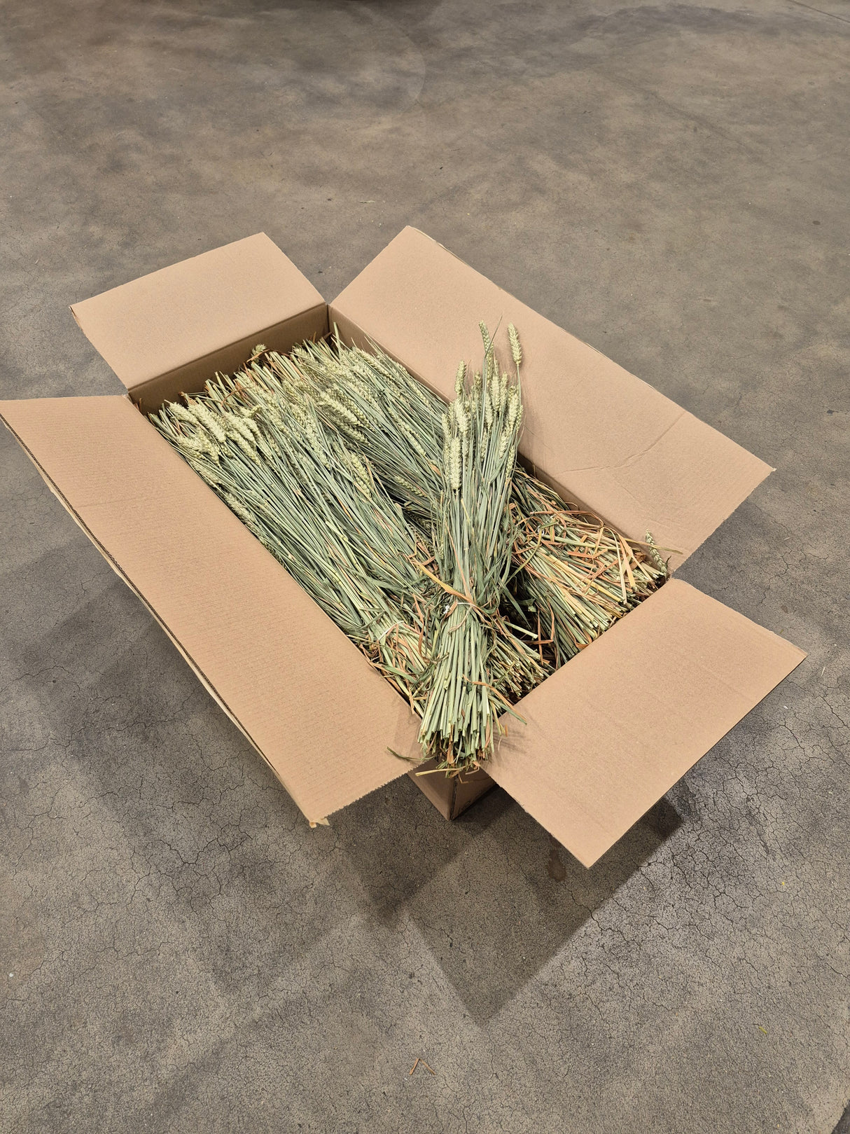 Wheat, (Tarwe), Dried, Natural Green, Box 20 Bunches