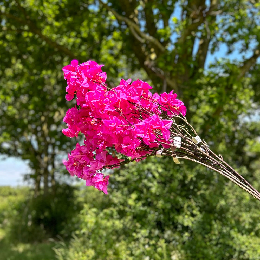 Faux bouganvillea sprays in a bright pink colour, displayed against the backdrop of a luscious green meadow filled with trees, against the backdrop of a sunny, blue sky