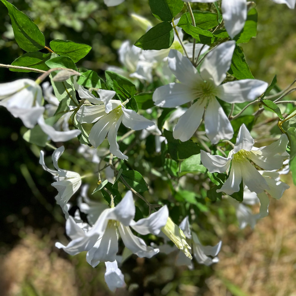 A group of faux, creamy white clematis sprays, set against the background of a summer meadow and sky