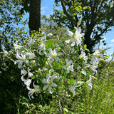 A group of faux, creamy white clematis sprays, set against the background of a summer meadow and sky