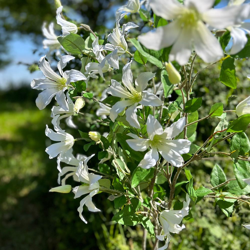 A group of faux, creamy white clematis sprays, set against the background of a summer meadow and sky