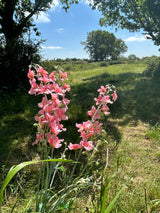 Three faux, pink delphinium stems, displayed in a meadow scene, with the bright blue sky behind.
