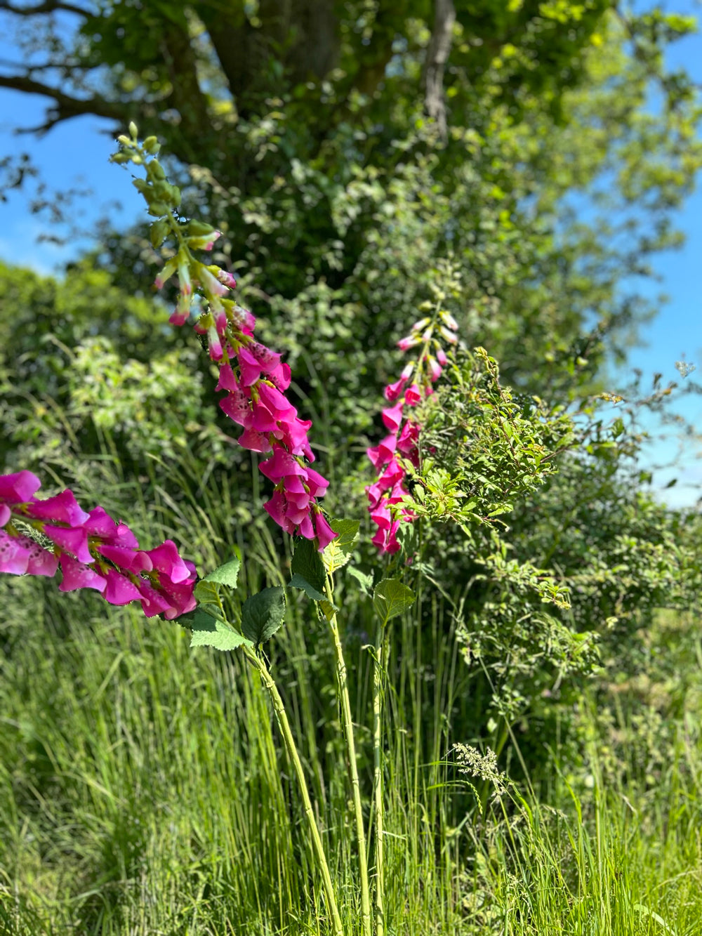 Bright pink faux fox glove stems shown in long luscious meadow grass, against a blue sky