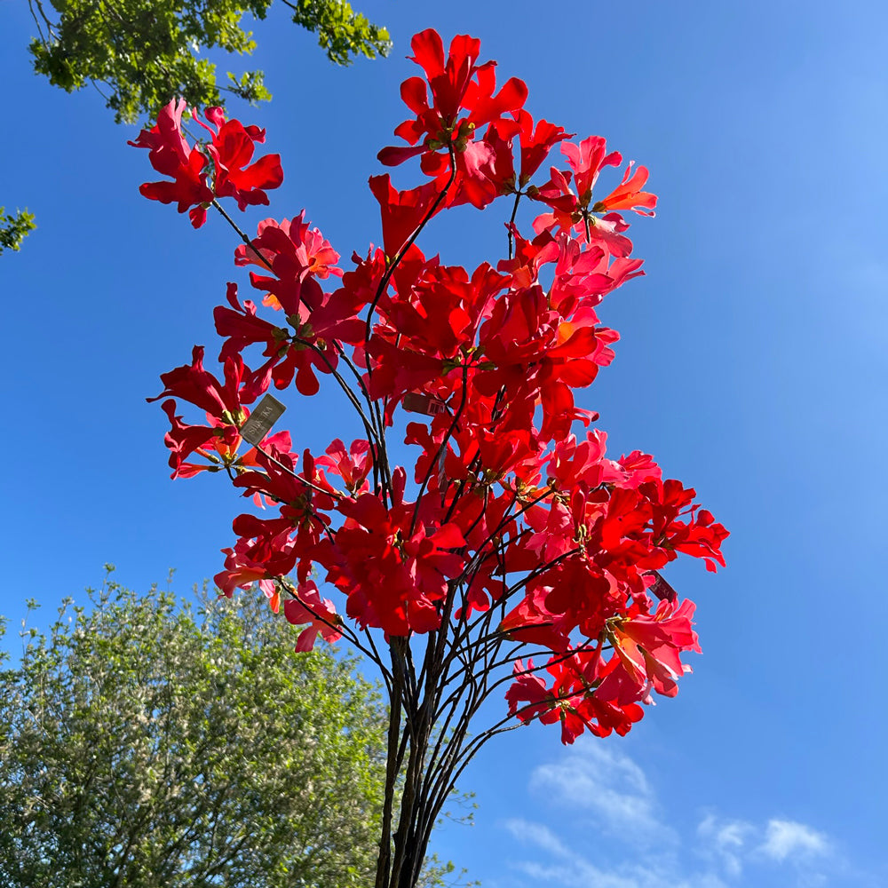 A group of red and pink mandevilla sprays set against a meadow and bright blue sky.