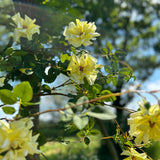 A group of faux, yellow rose sprays set against a sunny meadow and bright green trees
