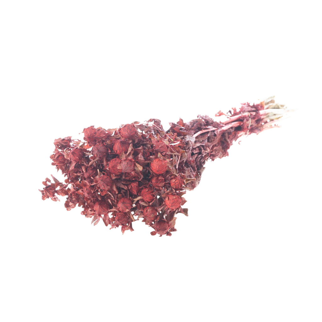 Pre Order Bidens (carthamus) red, box x 15