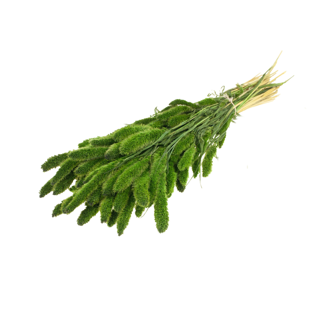 Pre Order Setarea moss green, box x 20